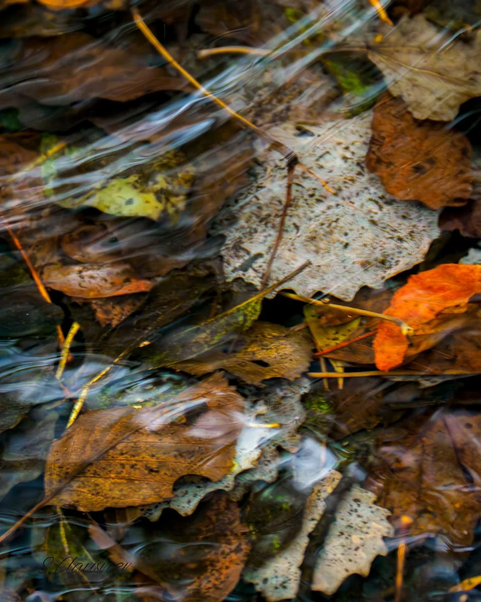 Feuilles d’automne dans les reflets mouvants d’un ruisseau