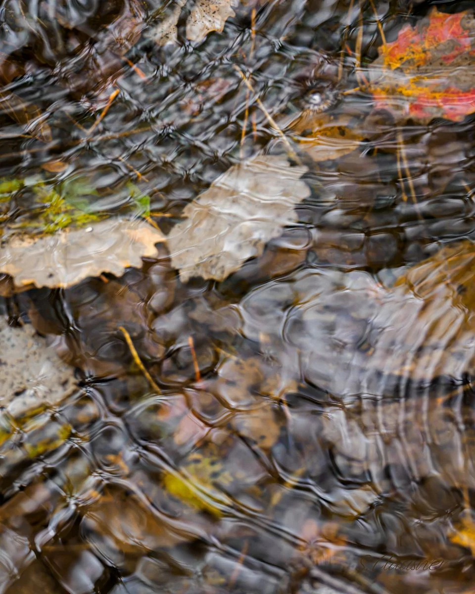 Feuille claire traversée par les ondulations de l’eau