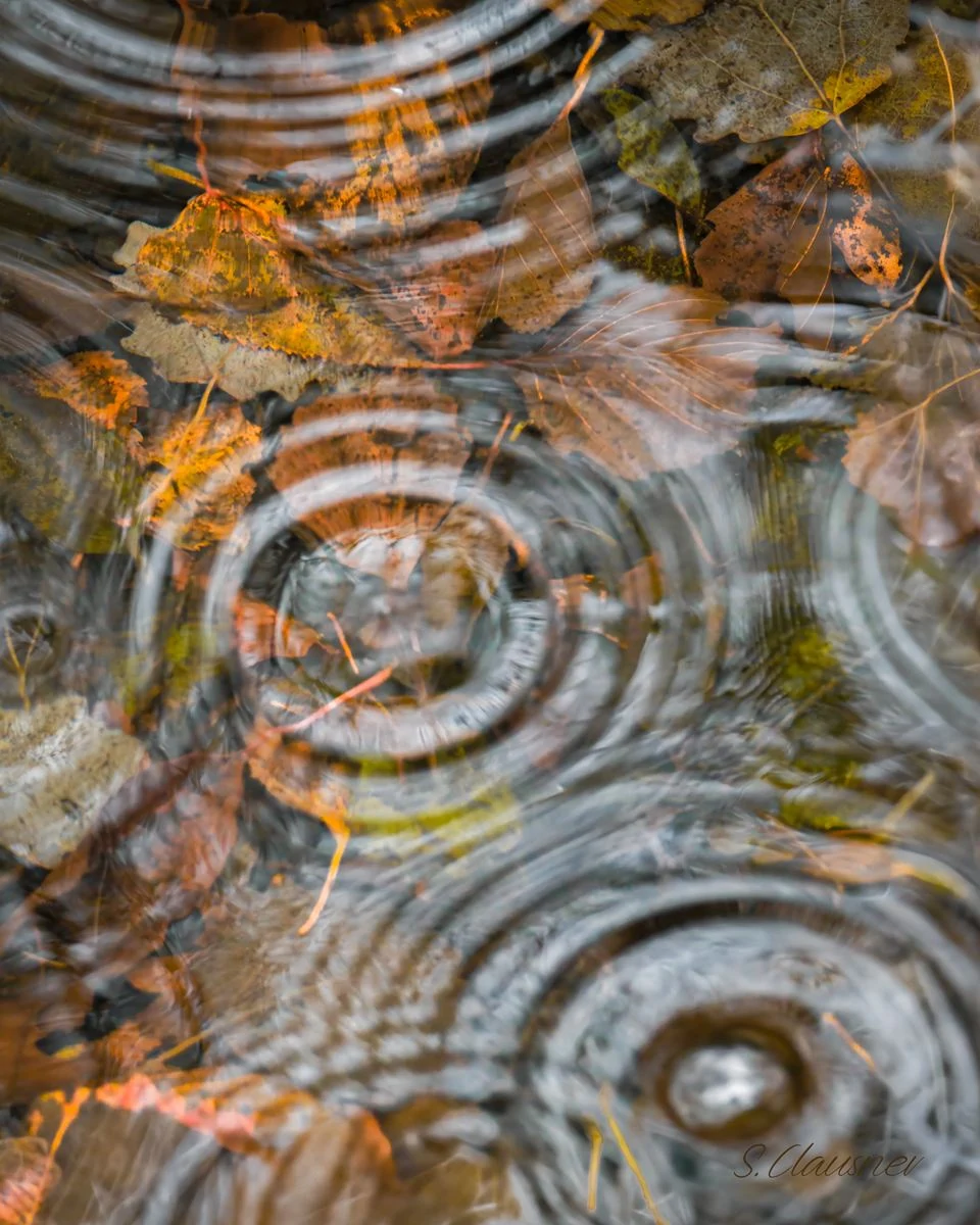 Cercles de pluie à la surface d’une eau automnale