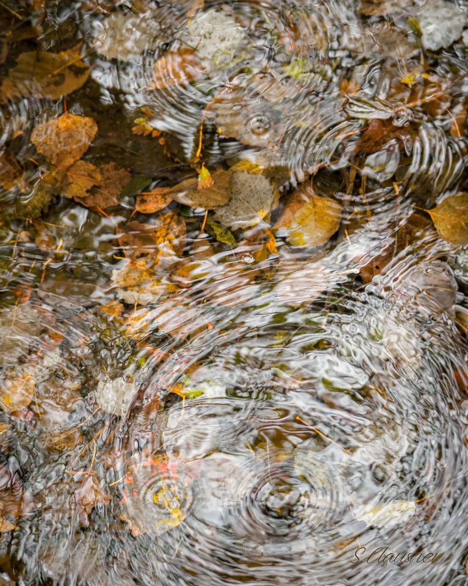 Ondes concentriques parmi les feuilles immergées