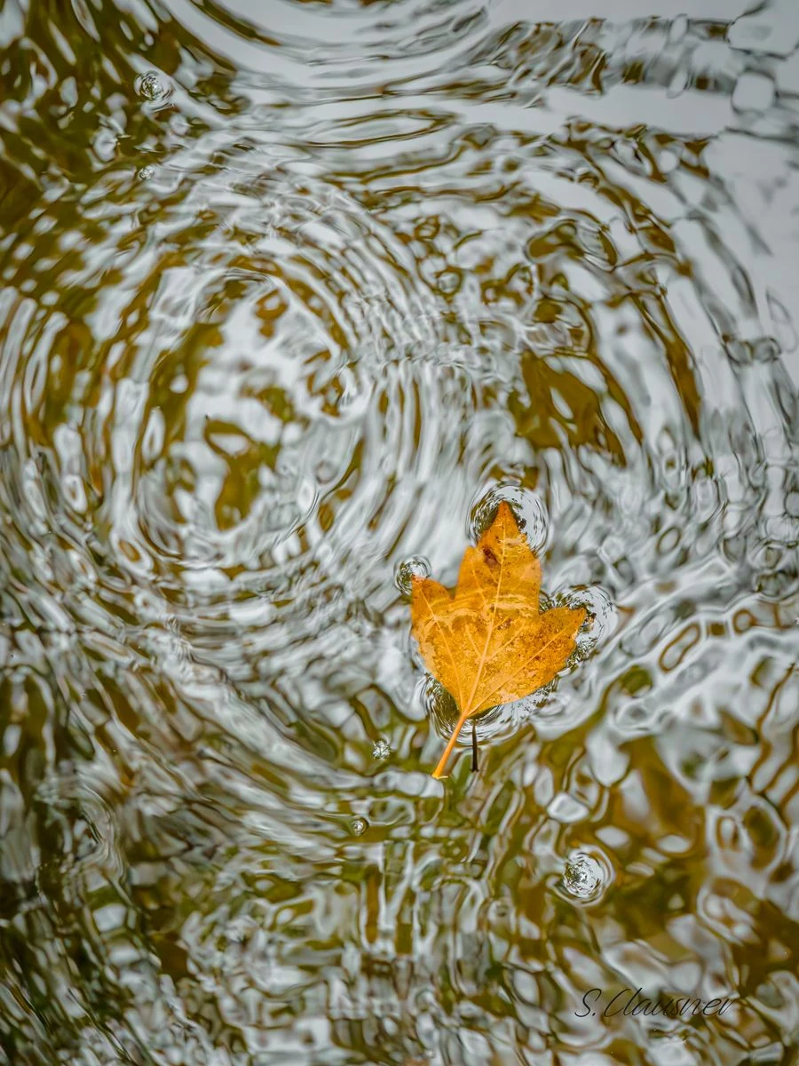 Feuille jaune isolée au milieu des rides de l’eau
