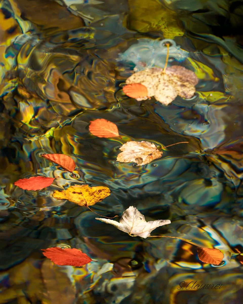 Feuilles d’automne dispersées sur une eau bleu-vert