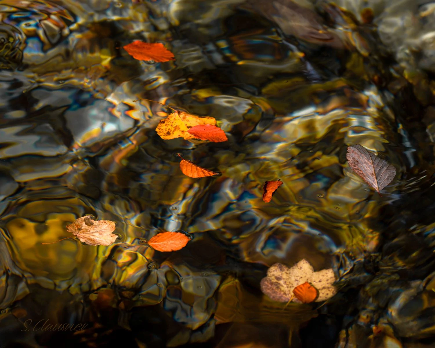 Feuilles orangées flottant sur des reflets dorés