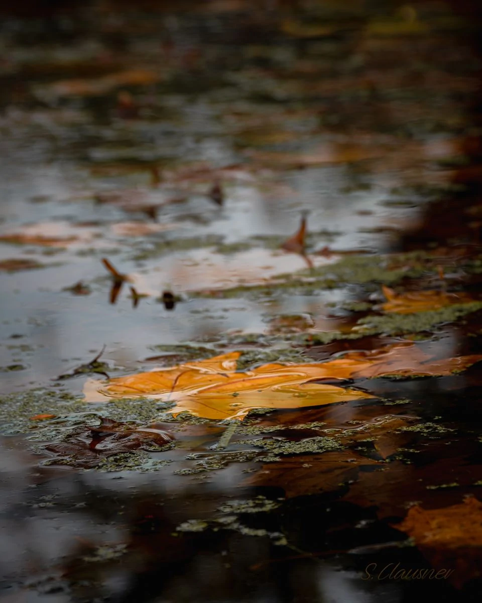 Reflets d’automne flous à la surface d’une eau calme