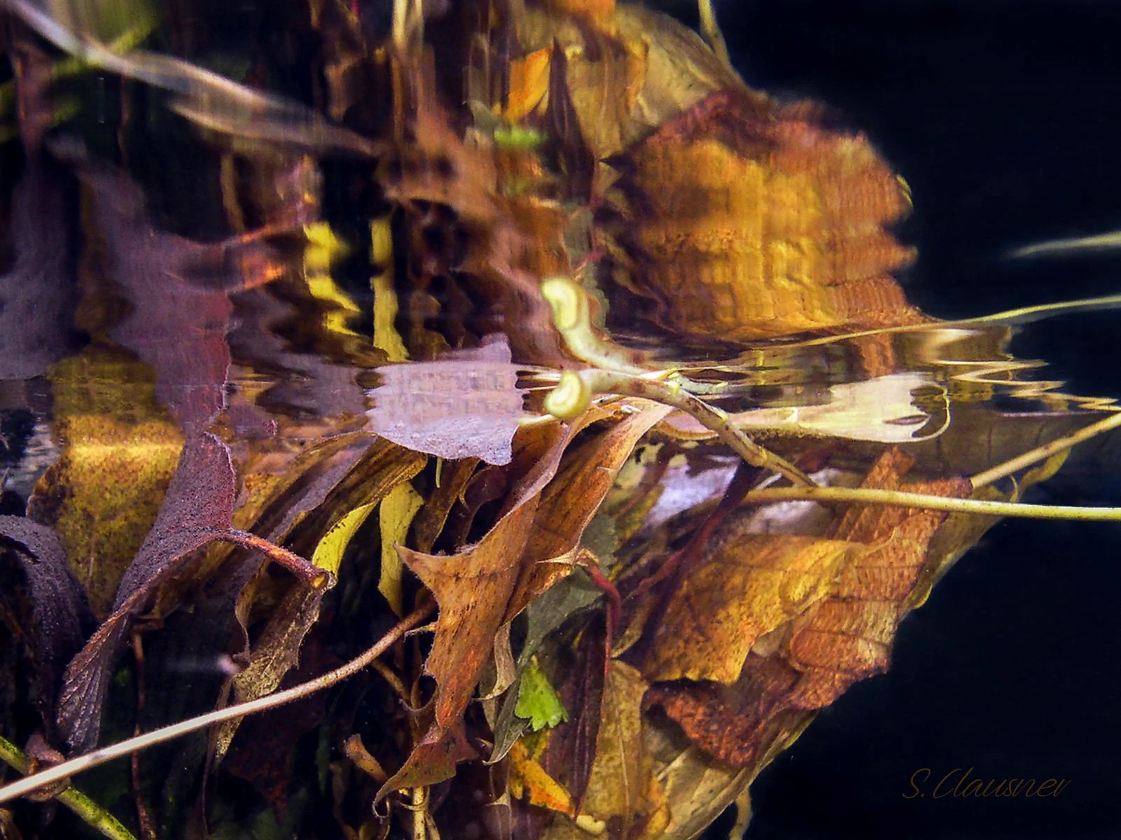 Feuille claire sur un miroir d’eau aux tons violets et dorés