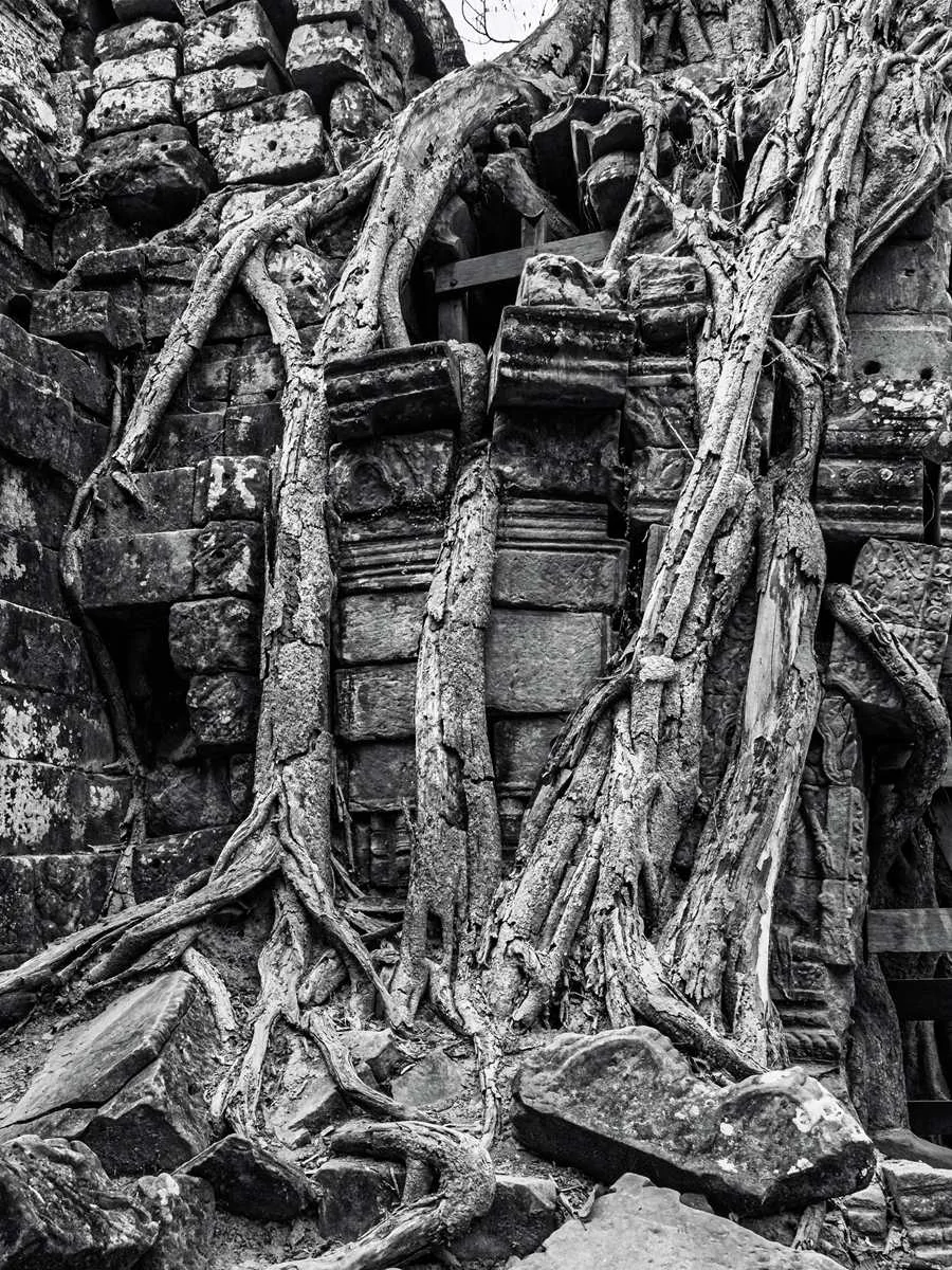 Racines monumentales enveloppant les pierres d’un temple