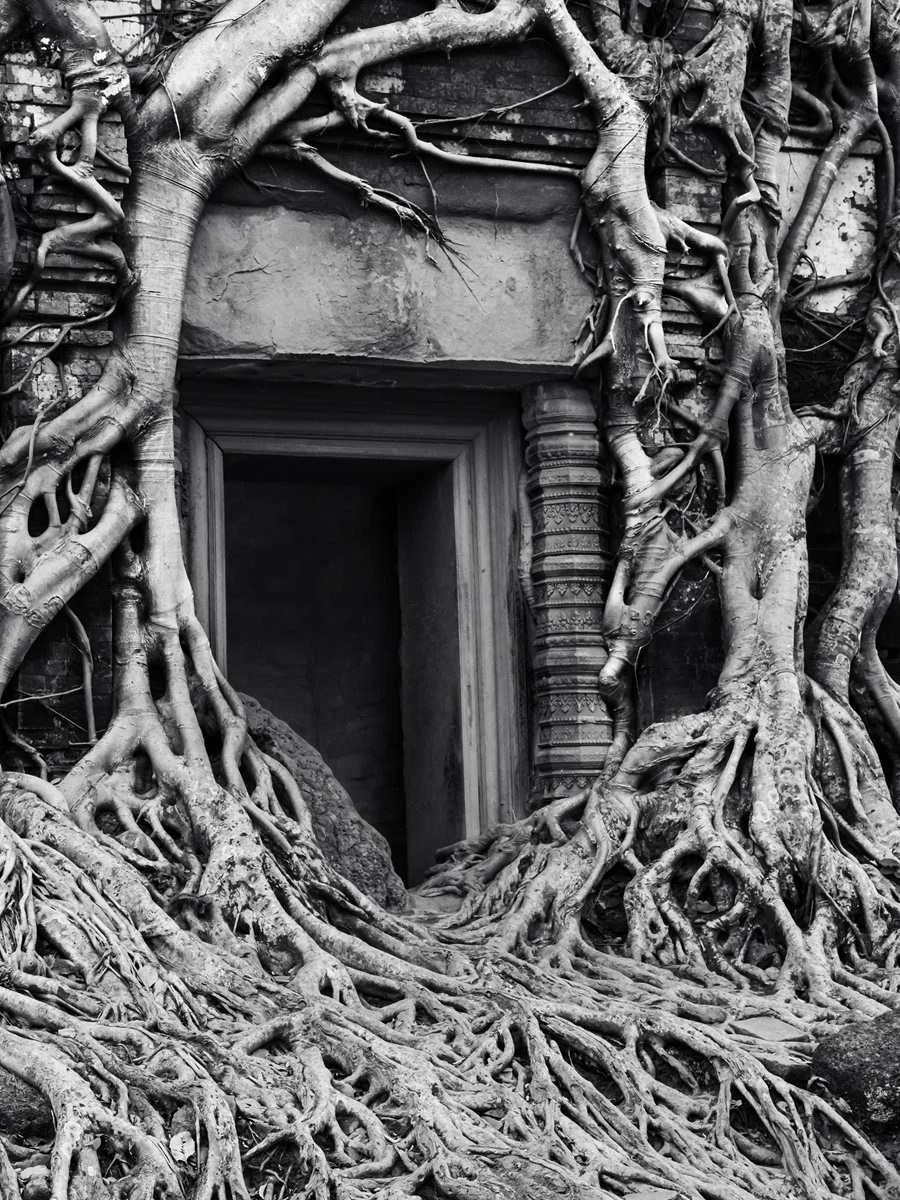 Porte ancienne encerclée par les racines d’un arbre